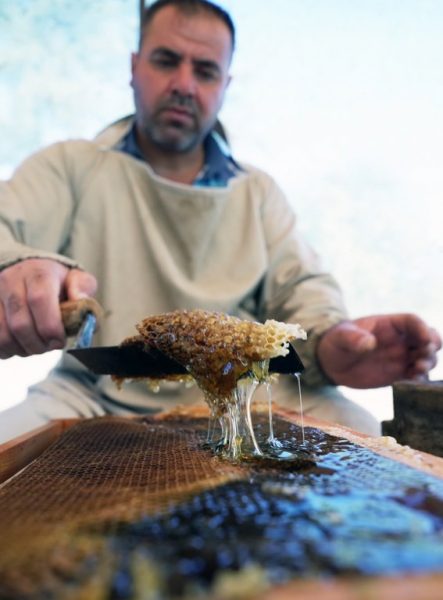 Muğla’da Çam balında rekolte sevinci