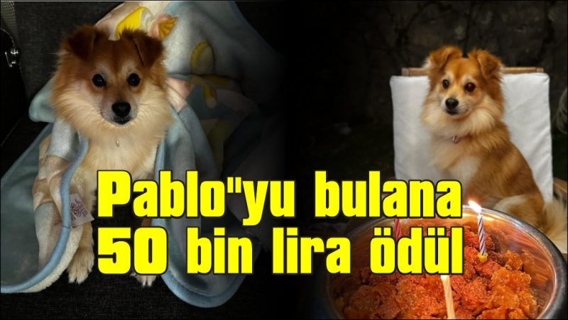 “Pablo”yu bulana 50 bin lira ödül verecekler