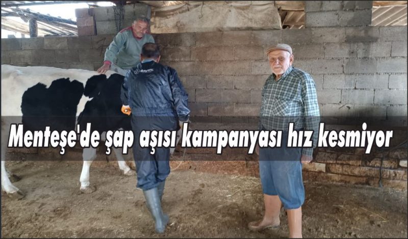 Menteşe’de şap aşısı kampanyası hız kesmiyor