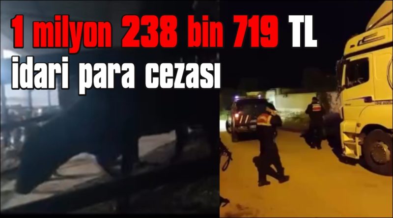 Aydın’da pasaportsuz hayvan sevkiyatına 1,2 milyon TL ceza