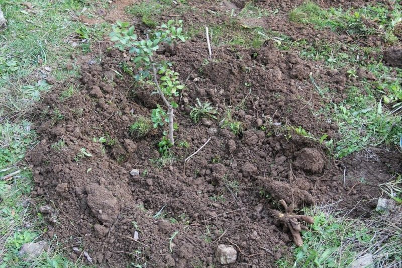 Muğla’da sakız üretimi güçleniyor, bin 500 aşılı fidan üreticiyle buluşuyor