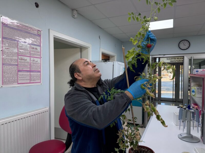 Bilimden şaşırtan hamle: domates aşısı