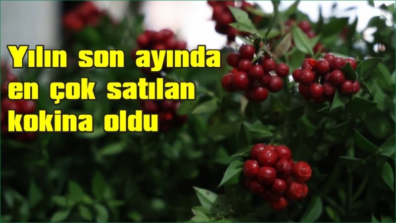 Aralık ayının en çok tercih edilen çiçeği kokina oldu