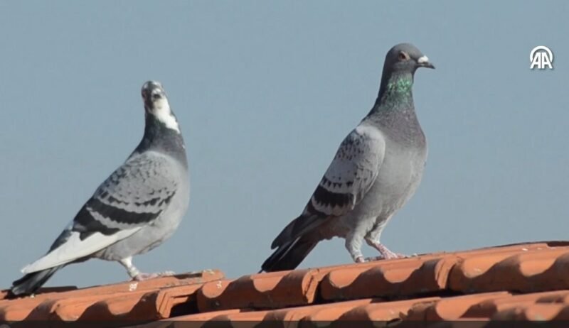 Kuşçu Çaycı”nın posta güvercinleri 5 yılda 25 kupa kazandırdı
