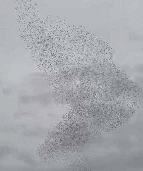 Sığırcık kuşları görsel şölen oluşturdu