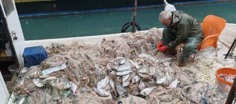 Balık çiftliğinin ağı yırtıldı, kıyılar balıkla doldu