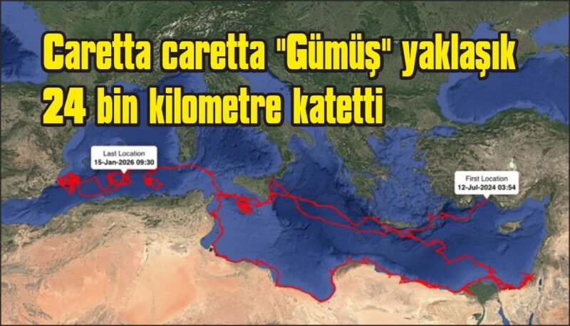 Caretta caretta “Gümüş” yaklaşık 24 bin kilometre katetti İspanya’ya ulaştı
