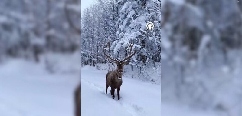 Karla kaplanan yaylada gezen kızıl geyik görüntülendi