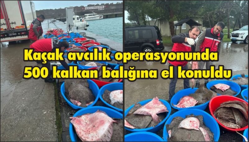 Kaçak avcılık operasyonunda 500 kalkan balığına el konuldu