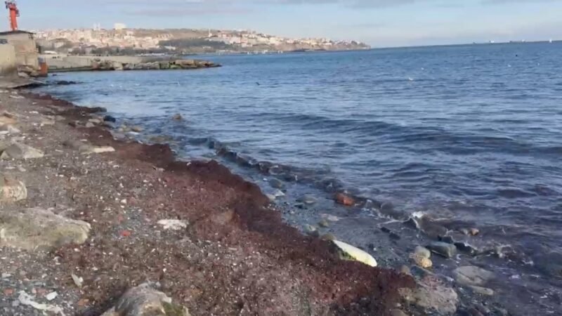 Lodos sahili kırmızı yosunlarla kapladı