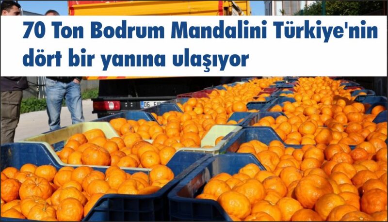 70 Ton Bodrum Mandalini Türkiye’nin dört bir yanına ulaşıyor