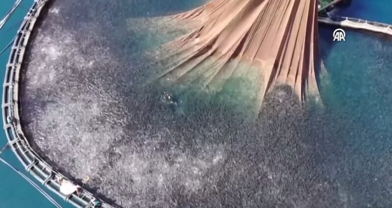 Muğla’dan geçen yıl 745 milyon dolarlık su ürünleri ihracatı yapıldı