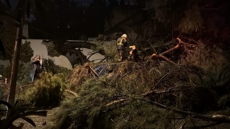 Ağacın otomobilin üzerine devrilmesi sonucu 2 kişi yaralandı