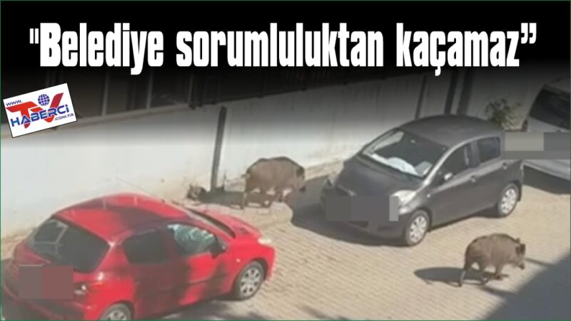 Marmaris Belediyesi’ne domuz davası