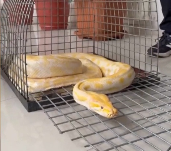 Alışveriş merkezindeki gösteride kullanılan piton yılanına el konuldu