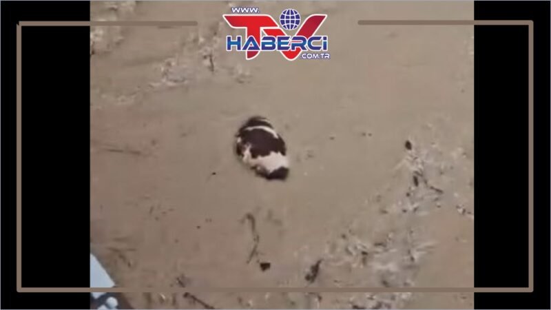 Yatağan’da inek sel sularına kapıldı